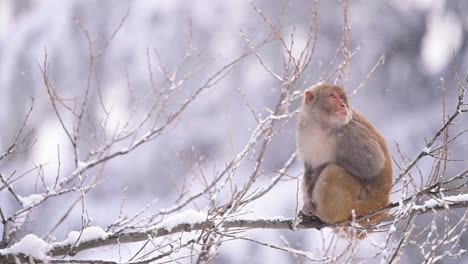 rhesus macaque monkey in forest in snowfall