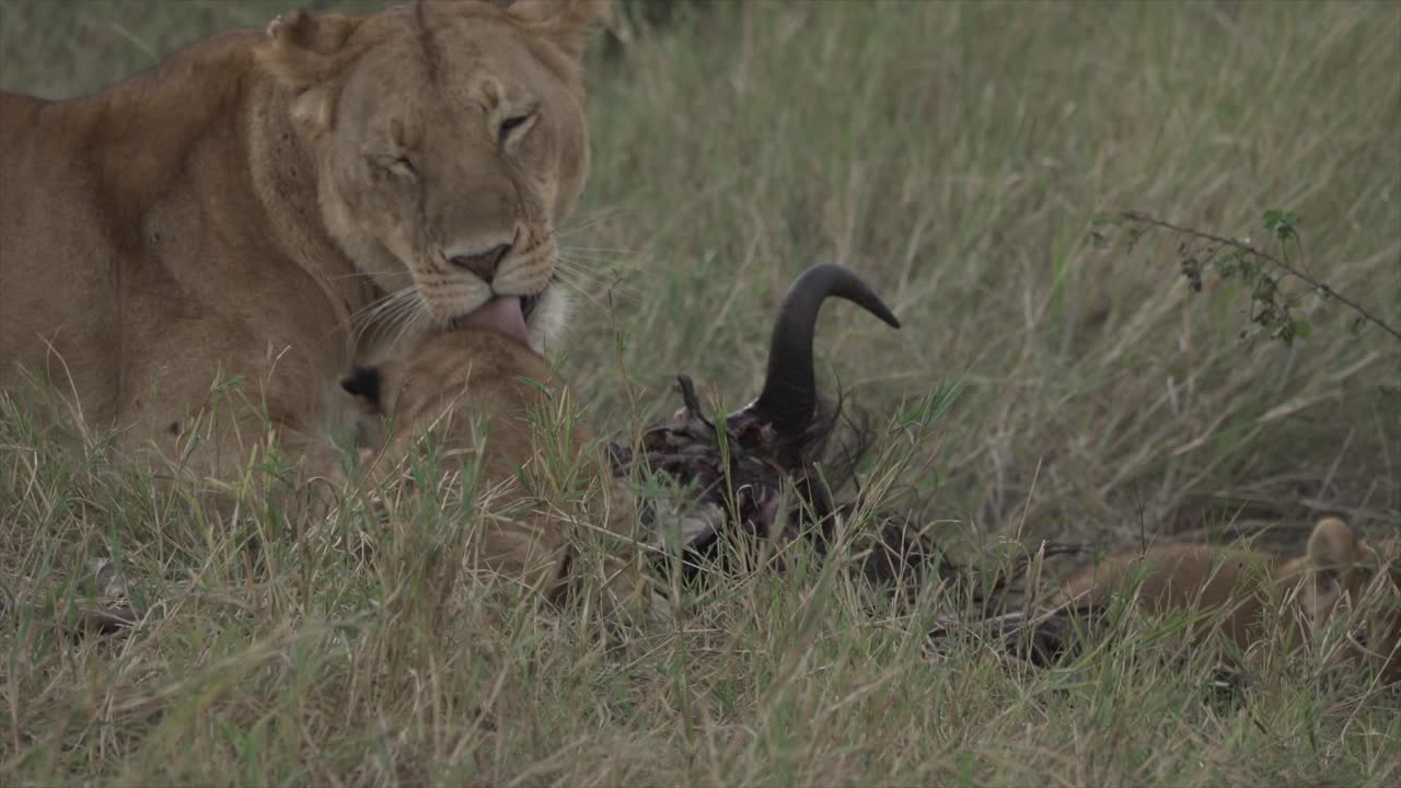 Leonessa e cuccioli che mangiano, Masai Mara, Kenya.