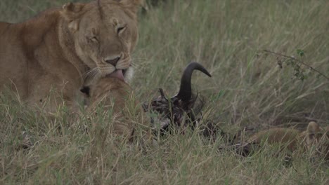 leona y cachorros comiendo, masai mara, kenia
