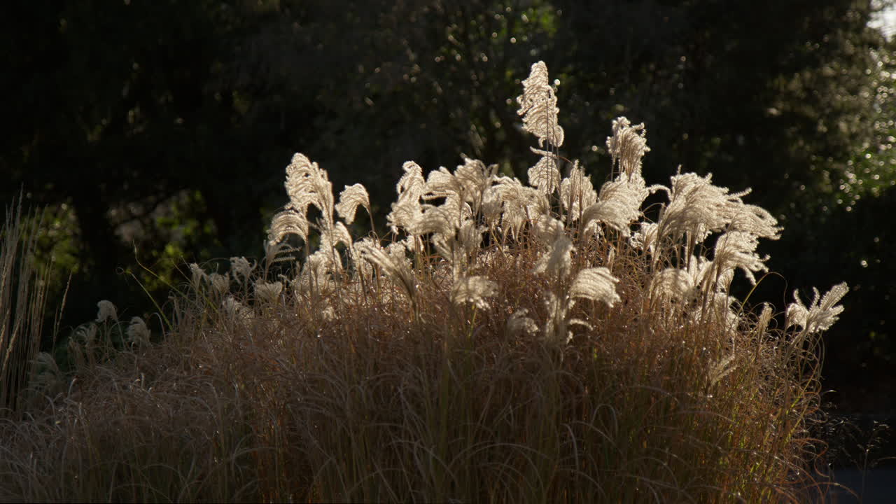 la hierba de las pampas baila con gracia en la suave brisa en bath, somerset, inglaterra.