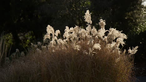 Pampas-Grass-Gracefully-Dances-in-the-Gentle-Breeze-in-Bath,-Somerset,-England---Handheld-Shot