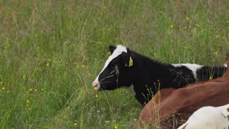 Cattle-Calf-With-Ear-Tags-Resting-On-Grassy-Field