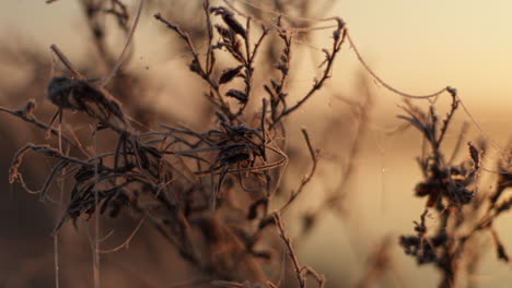 frozen plants at sunrise