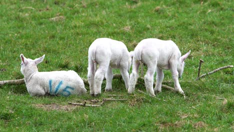 three lambs standing and sitting in a grass field on a farm beside a tree branch