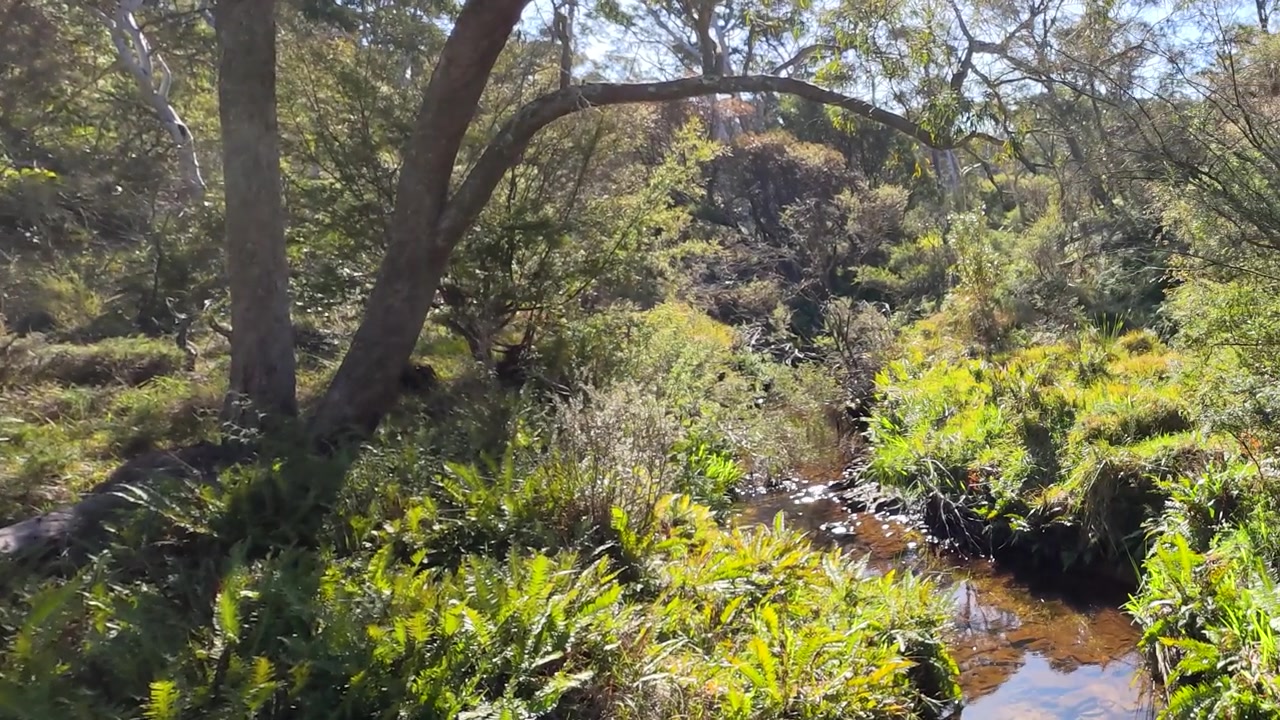 Pequeño arroyo fluyendo a través de un frondoso bosque verde