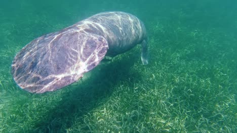 Eine-Seekuh-Schwimmt-In-Den-Tropischen-Gewässern-Vor-Dem-Hol-Chan-Marine-Reserve,-San-Pedro,-Belize