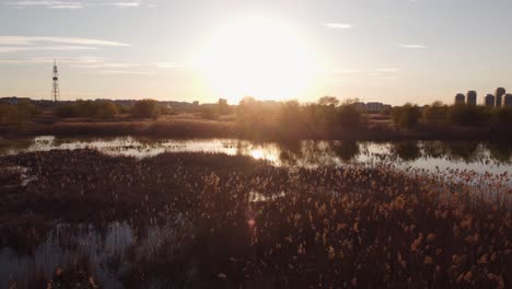 aerial view of delta vegetation at sunset