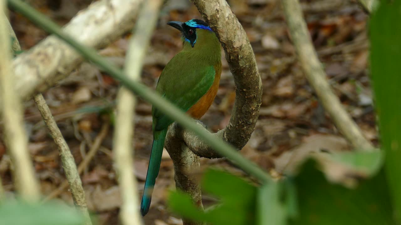 colorido y exótico pájaro motmot de corona azul en una rama de árbol, en un bosque tropical de panamá