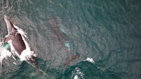 top view of humpback whales in scenic ocean of nsw, australia - drone shot