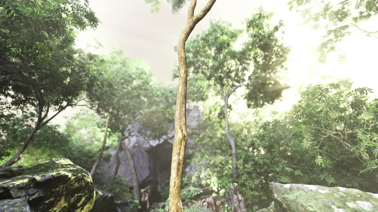 Tall tree in lush green forest with sunlight filtering through foliage