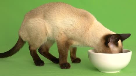 gato siamés comiendo de un plato de comida