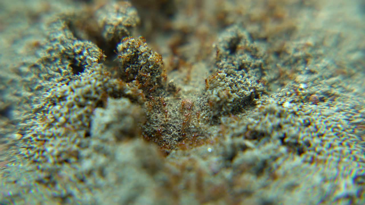 las hormigas marchan a lo largo de la carretera