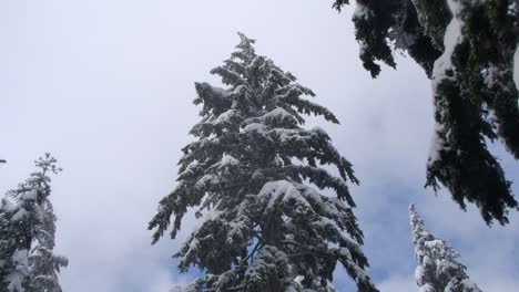 Pine-Trees-With-Hoarfrost-Melting-In-Early-Spring-In-Canada