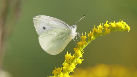 pieris brassicae, the large white butterfly, also called cabbage butterfly. large white is common throughout europe, north africa and asia often in agricultural areas, meadows and parkland.