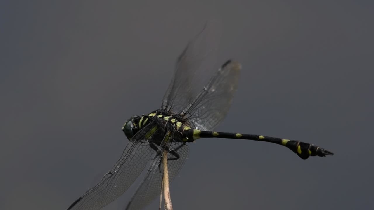 la libélula de cola de brida común se ve comúnmente en tailandia y asia