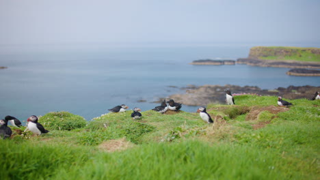 Puffin-colony-together-with-razorbills-on-sunny-cliff,-Treshnish-Isles,-Scotland