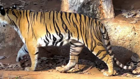 tiger walking in a zoo