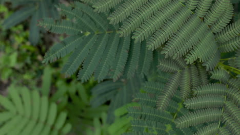 overhead view of green fern in the middle of the great smoky mountains