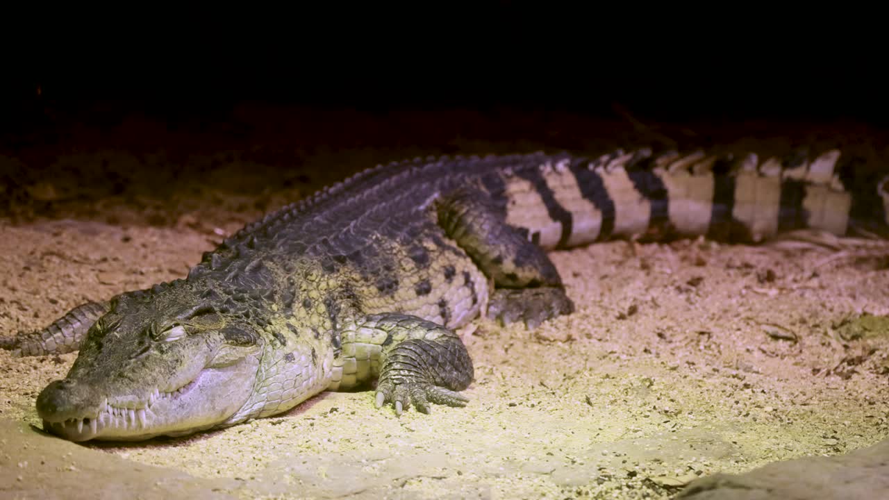 un cocodrilo yace inmóvil en el suelo arenoso bajo una iluminación cálida en un entorno de zoológico, creando una atmósfera tranquila y natural