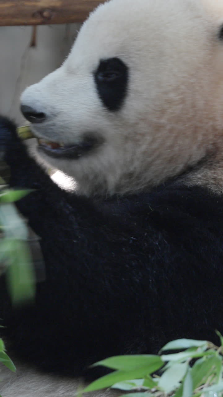 A close up of a panda eating in vertical