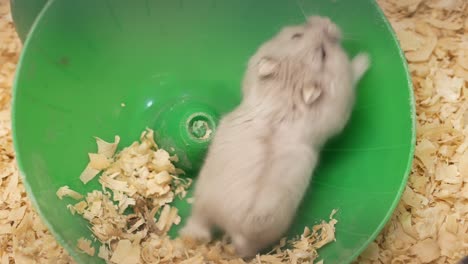 hamster running in wheel