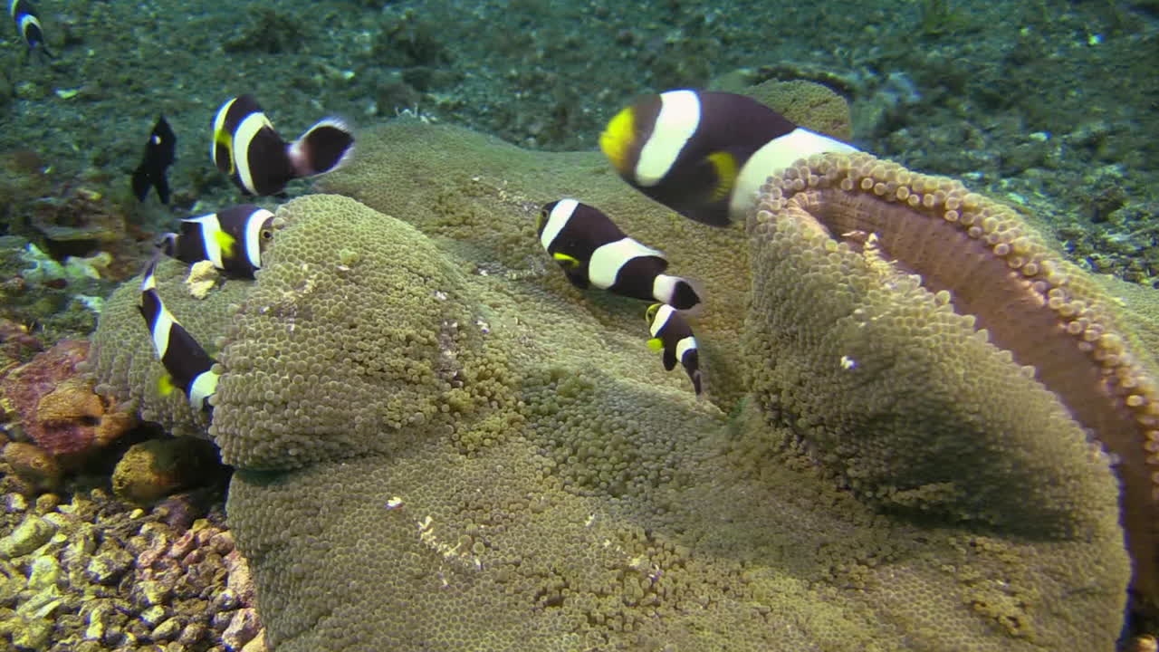 several holthuis Anemone shrimps and clarks anemone fish sharing the same anemone as their host