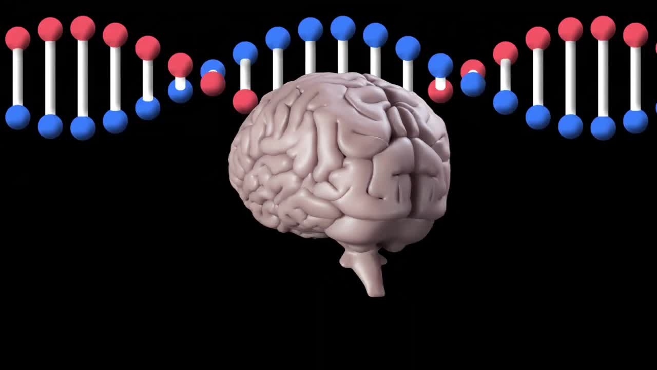 animación del cerebro humano girando sobre la cadena de adn