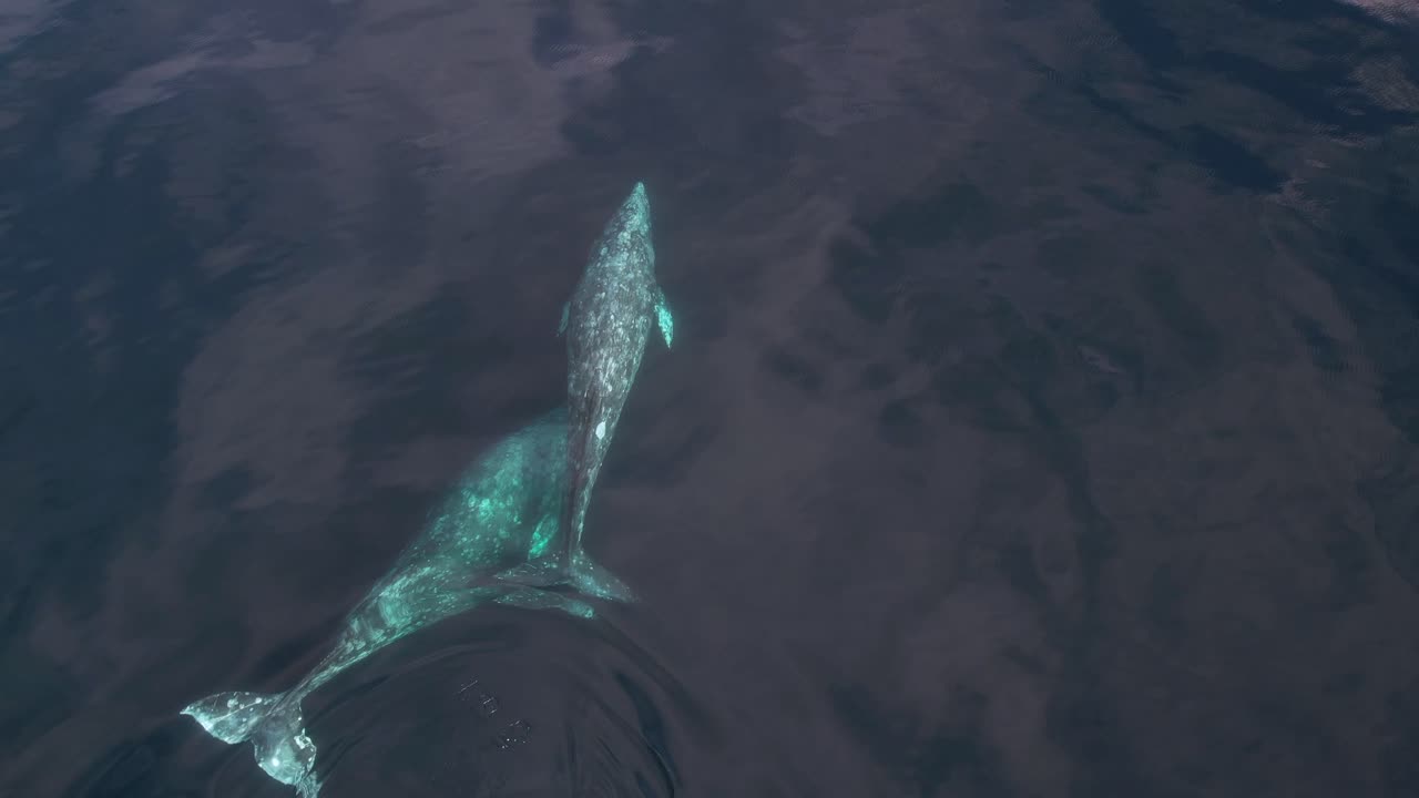 캘리포니아 다나 포인트 근처에서 이동하는 두 회색 고래의 놀라운 선명도