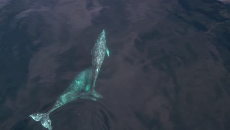 asombrosa claridad de dos ballenas grises migrando cerca de dana point, california