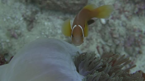 a shot taken from above of a clownfish swimming around in an anemone in the indian ocean