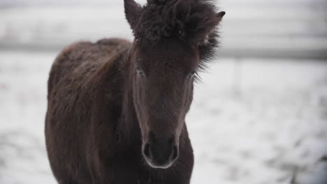 black icelandic horse in cold environment