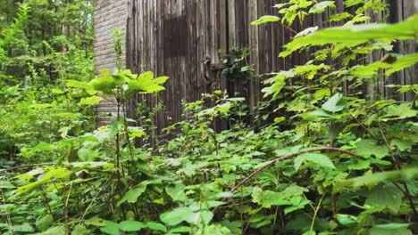 granero de madera abandonado cubierto de plantas