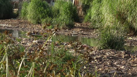 a marshy-swampy area around kibera slum in nairobi kenya