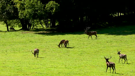 Hirsche-Zur-Paarungszeit-In-Den-Belgischen-Ardennen