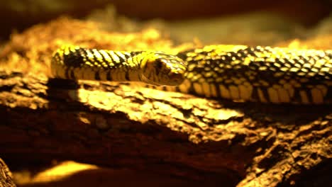 south american yellow tiger rat snake slithering about it's environment