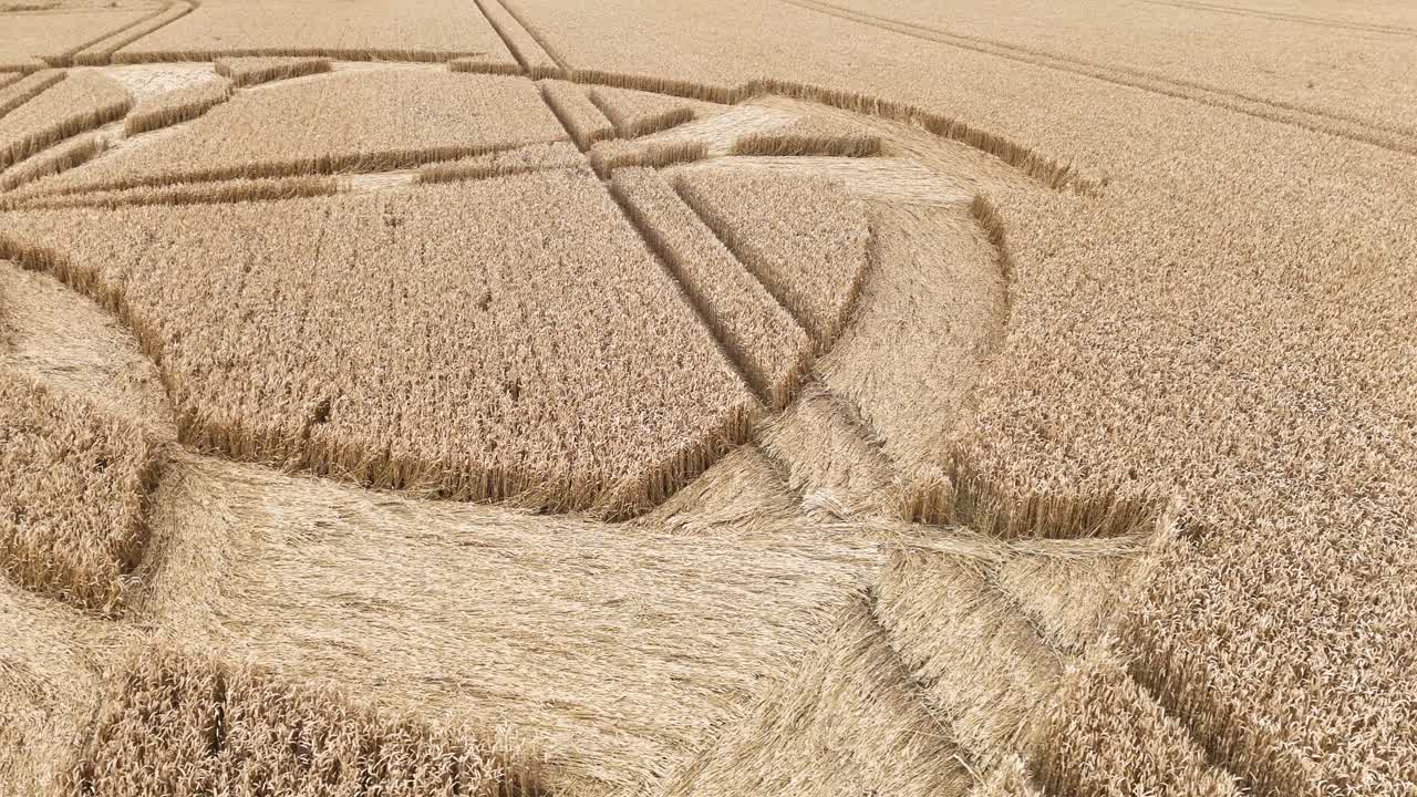 배드베리 링 (badbury rings) 작물 원 (crop circle) 은 도르 (dorset) 의 농촌 평평한 밀 농장 위에서 낮은 공중 전망입니다.