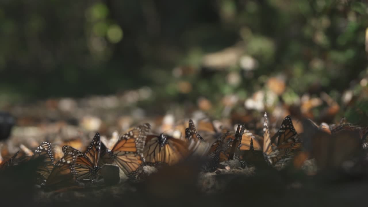 mariposas monarca agitando sus alas en el suelo del bosque