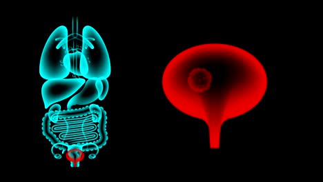 human female organs x-ray set, bladder infection concept idea red color illustration isolated glow in the dark background, seamless looping animation 4k with copy space