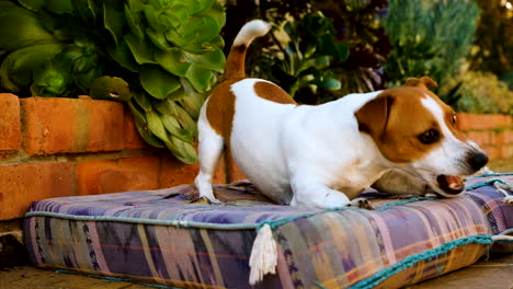 owner of cute and exuberant jack russell playfully taunts it