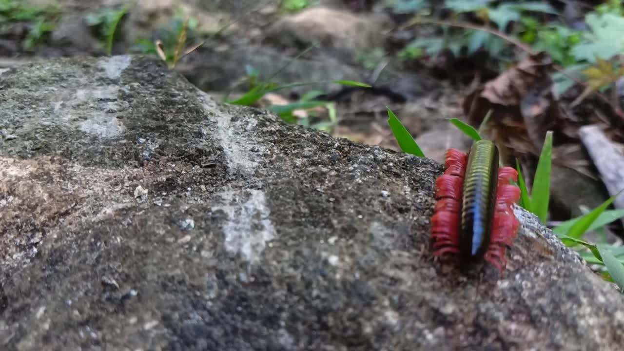 kluwing 숲은 땅에 기어_ hd 비디오