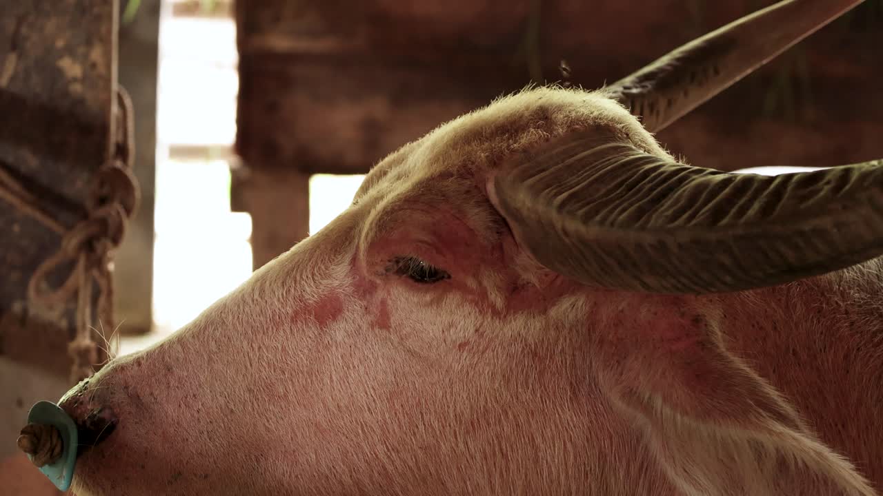 Macro view of a buffalo's face with flies around, highlighting its eyes and horns in a farm setting