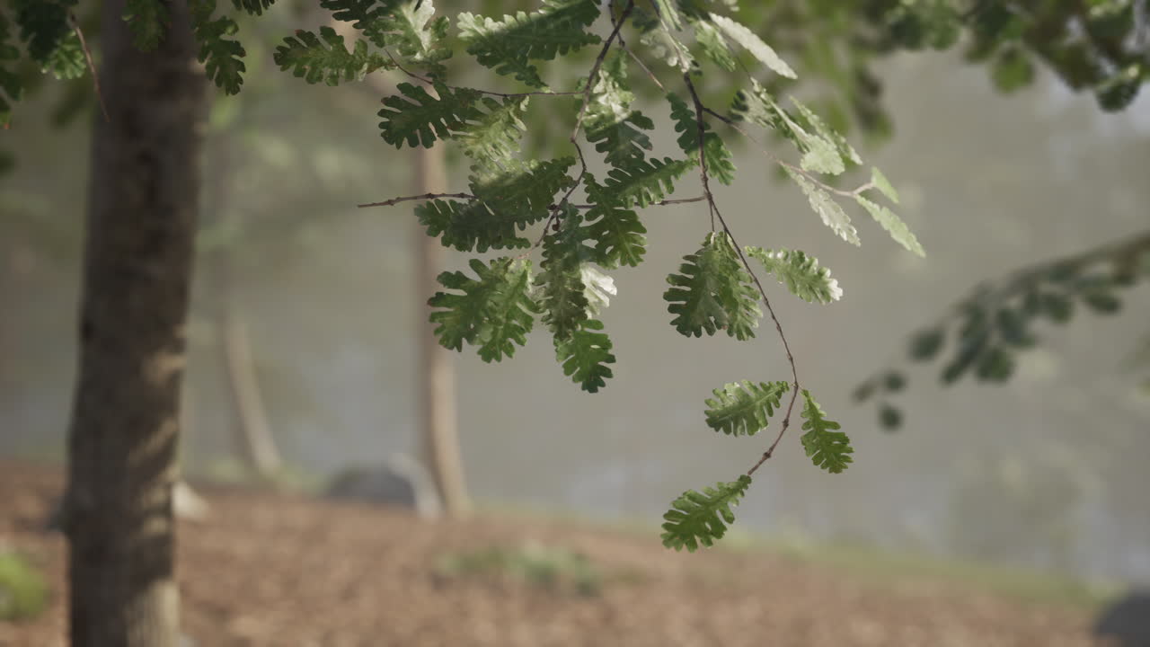 안개 숲 에 있는 오크 잎 의 근처