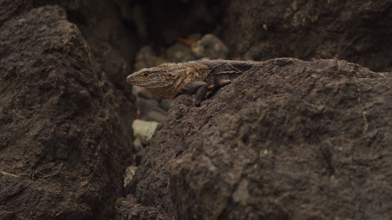 iguana con marcas amarillas descansando sobre roca