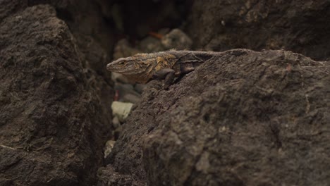 Iguana-with-Yellow-Marks-Resting-on-Rock