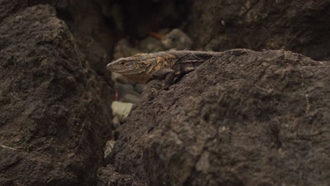 iguana con marcas amarillas descansando sobre roca