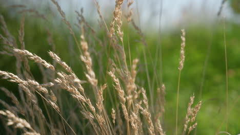 wheat bush moves slowly in the wind outside