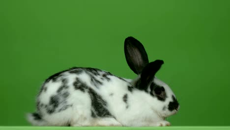 rabbit sitting on a green background