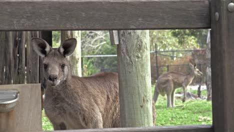 canguro australiano en cautiverio