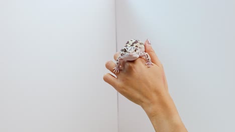 a hand gently holds a leopard gecko against a plain white background, highlighting the reptile's unique patterns