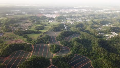 在波多黎各的農村山谷中種植<unk>果園, 傾斜的無人機空中